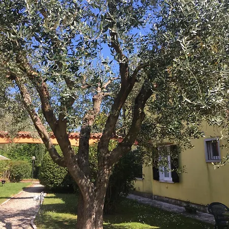 Tra Gli Ulivi - Di Garda